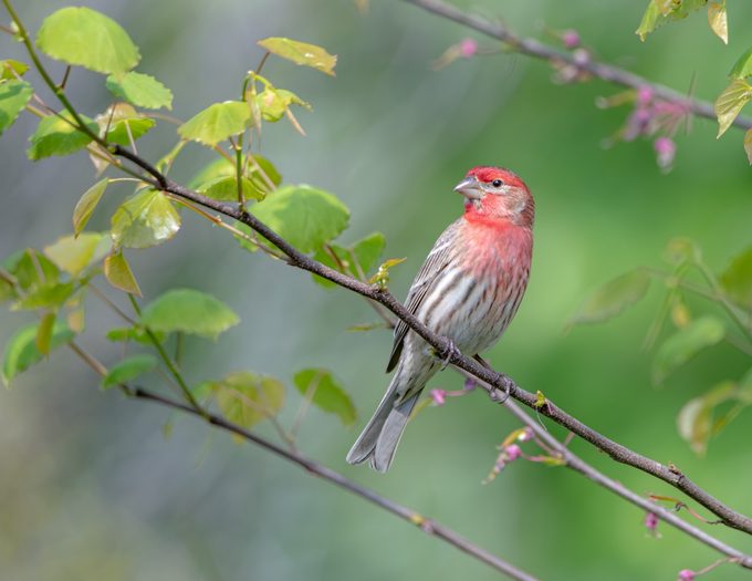 house finch