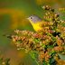 Meet the Acrobatic Nashville Warbler