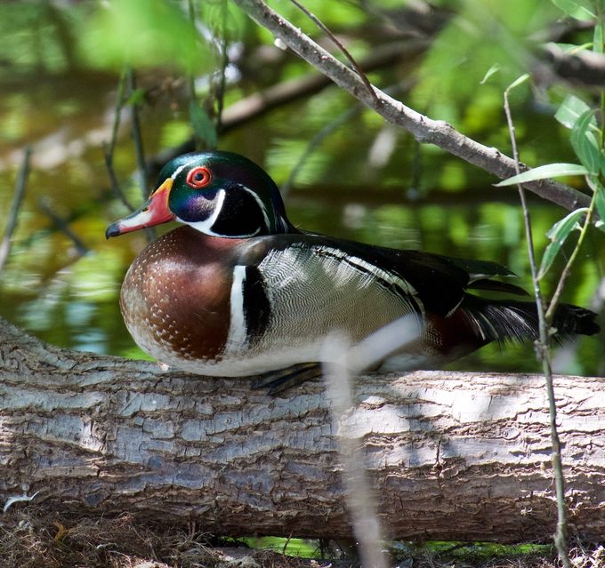 wood duck