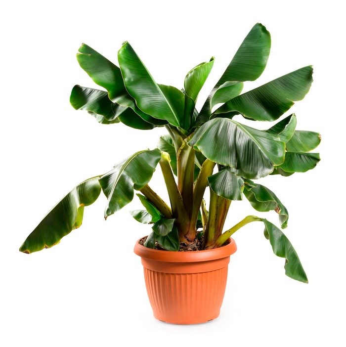 Musa Acuminata Banano Plant With Green Leaves Growing In Plastic Flowerpot Against Beige Background In Studio