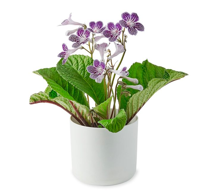 Streptocarpus Polka Dot