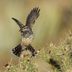 How to Identify a Cactus Wren