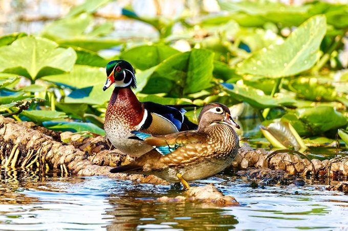 male and female wood ducks