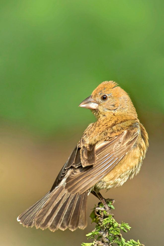 Blue Grosbeaks Guiaca Carulea Are Small To Medium Sized Brightly Plumaged Migratory Songbirds Of The Central Southwestern And Midwestern United States
