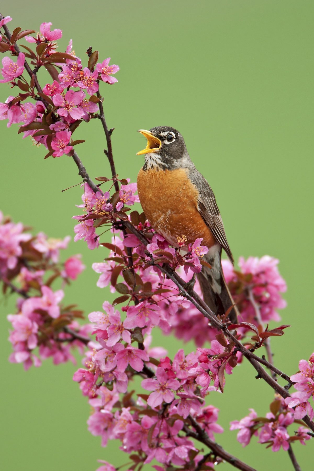 American Robin Bar1575