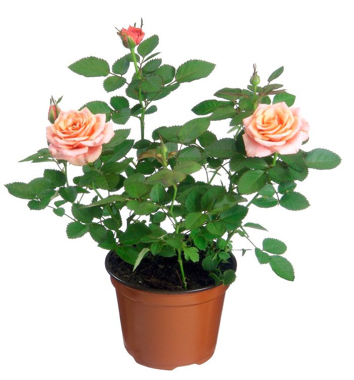 Angel Rose (rosa Chinensis Var. Minima), With Pink Flowers