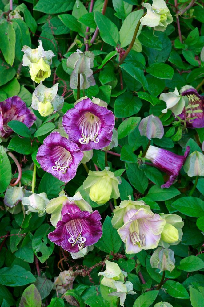 Cobaea Scandens, cup and saucer vine