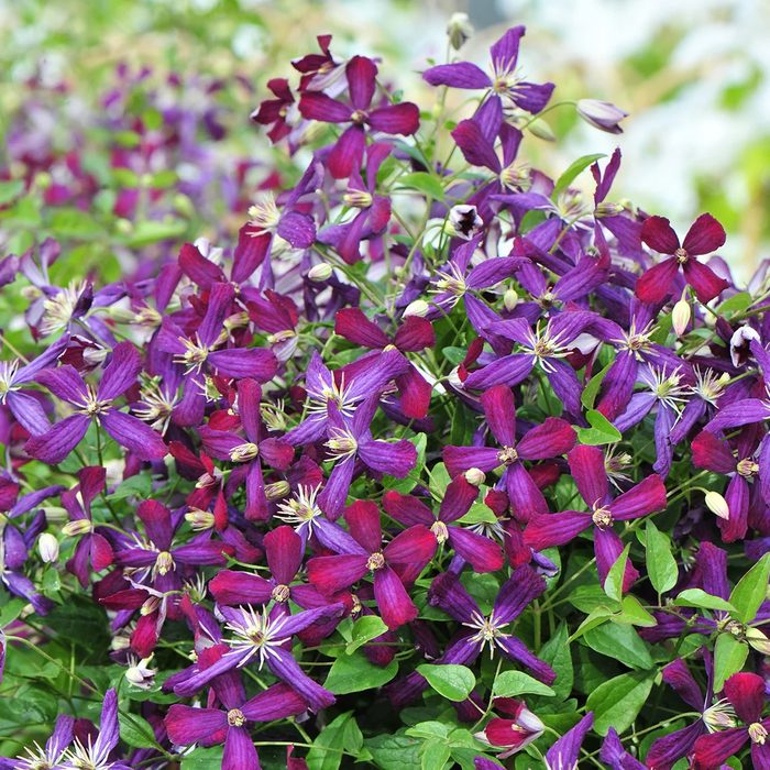 Clematis Sweet Summer Love 2 1800x1800