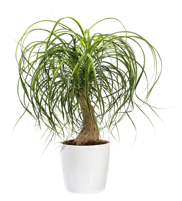 Beaucarnea Recurvata Or Nolina Recurvata Plant large houseplants ponytail palm