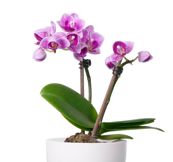 Little Purple Orchid In White Flower Bowl