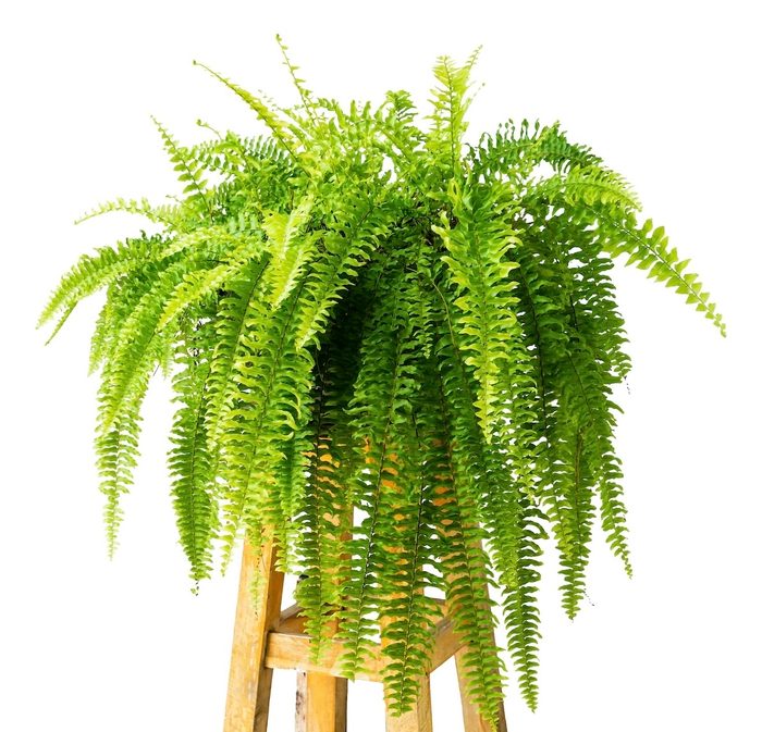 Boston Fern On Wooden Table