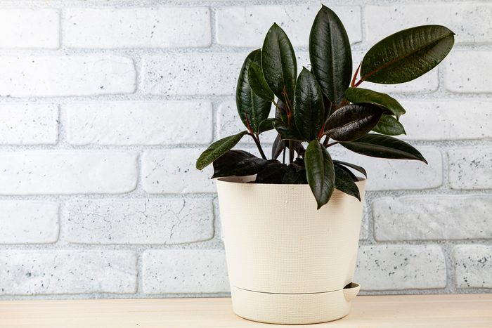 Ficus elastica rubber plant large houseplants