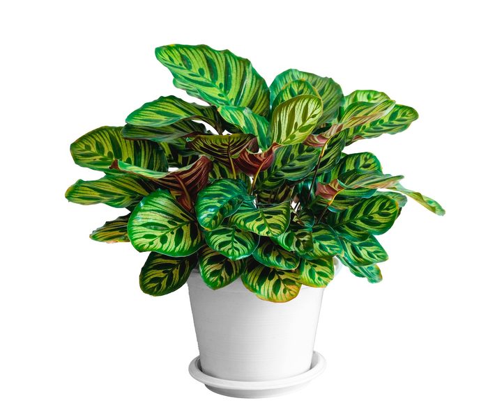 Calathea Makoyana Cathedral Windows, Brain Plant Peacock Plant Pot Isolate White Pot On A White Background, hardest plant to grow