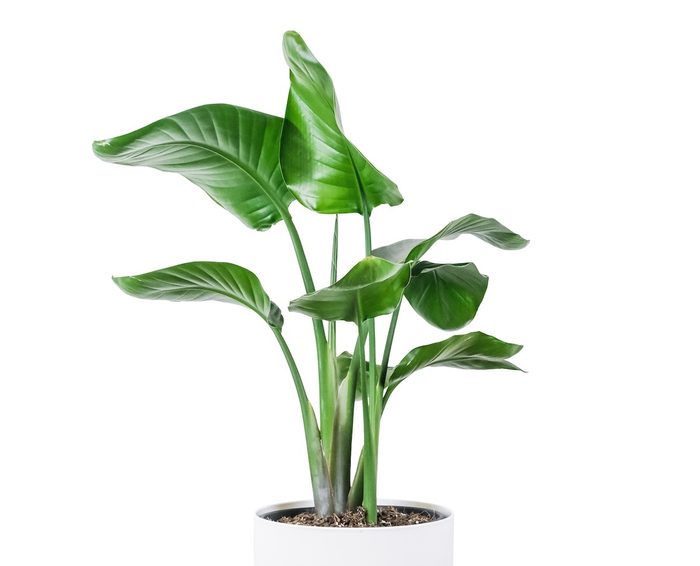 Vertical Shot Of A Potted Strelitzia Nicolai Houseplant On The Table Against A White Wall
