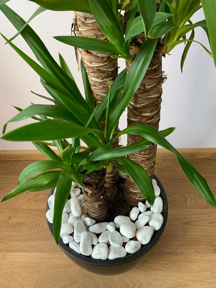 Yucca elephantipes