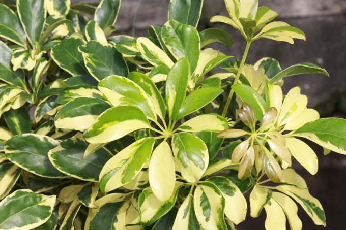 Schefflera Arboricola Janine plants or Umbrella Tree