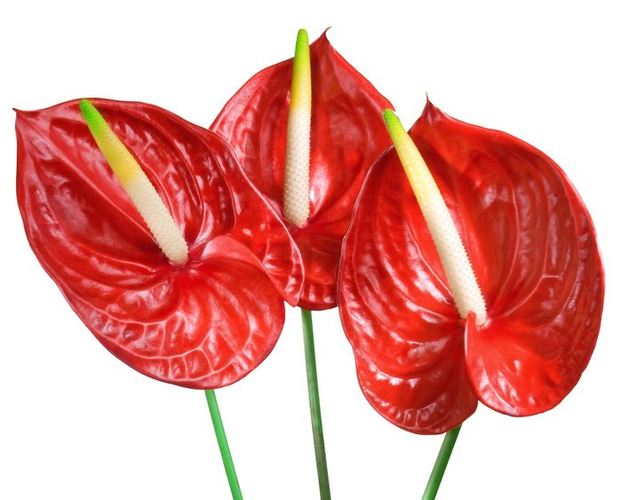 Anthurium.