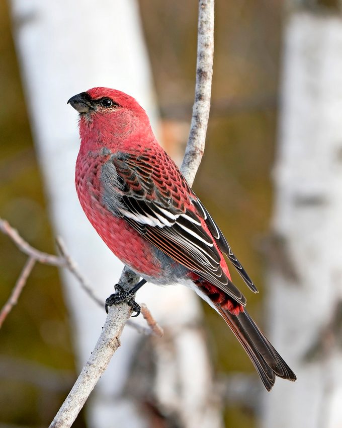 Pine Grosbeak Stock Photo. Pine Grosbeak Close Up Rear View, Perched With A Blur Background In Its Environment And Habitat. Image. Picture. Portrait.