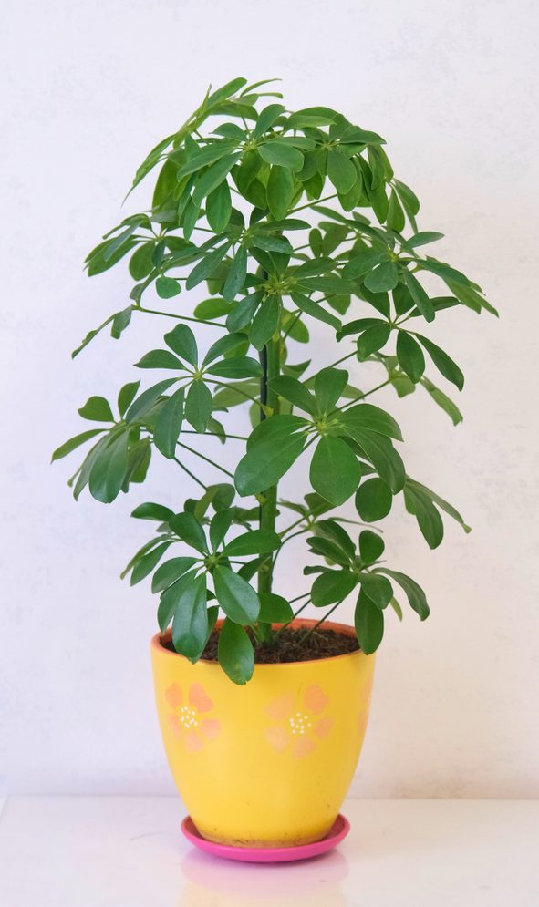 Schefflera arboricola tree in a yellow pot