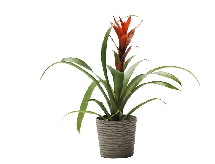 Guzmania