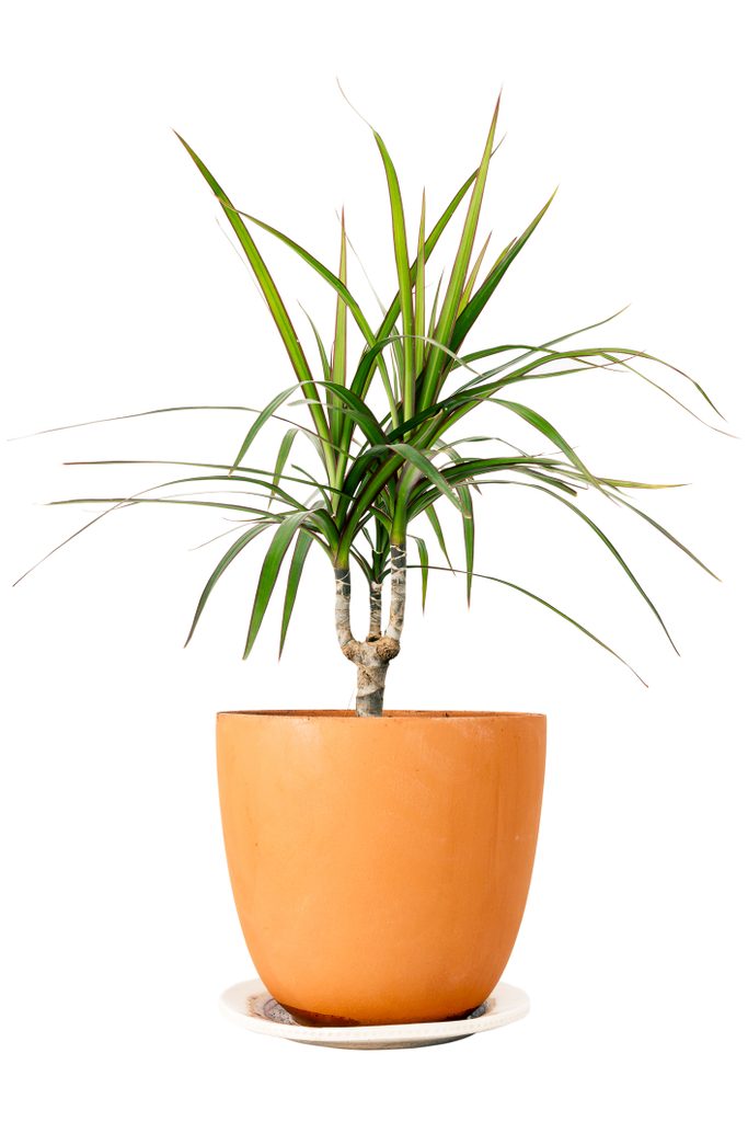 Dracaena marginata in a pot