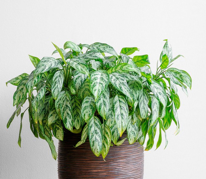 Living Room With Aglaonema Maria Houseplant