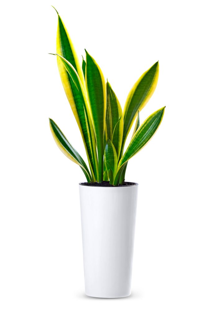 House Plant Sansevieria Trifasciata (snake Tongue)