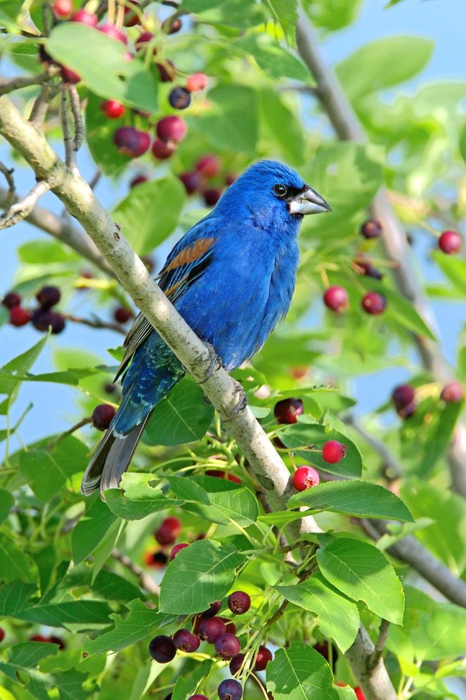 Grosbeak Bluevd Masl9599k