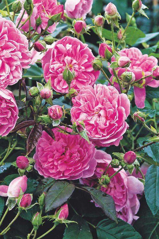 Harlowcarr rose