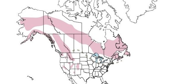 Rangemap Pinegrosbeak 2023 1