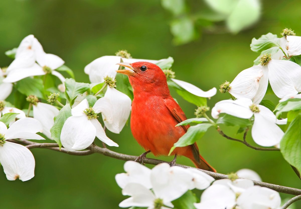 Summer Tanager Bsu0391