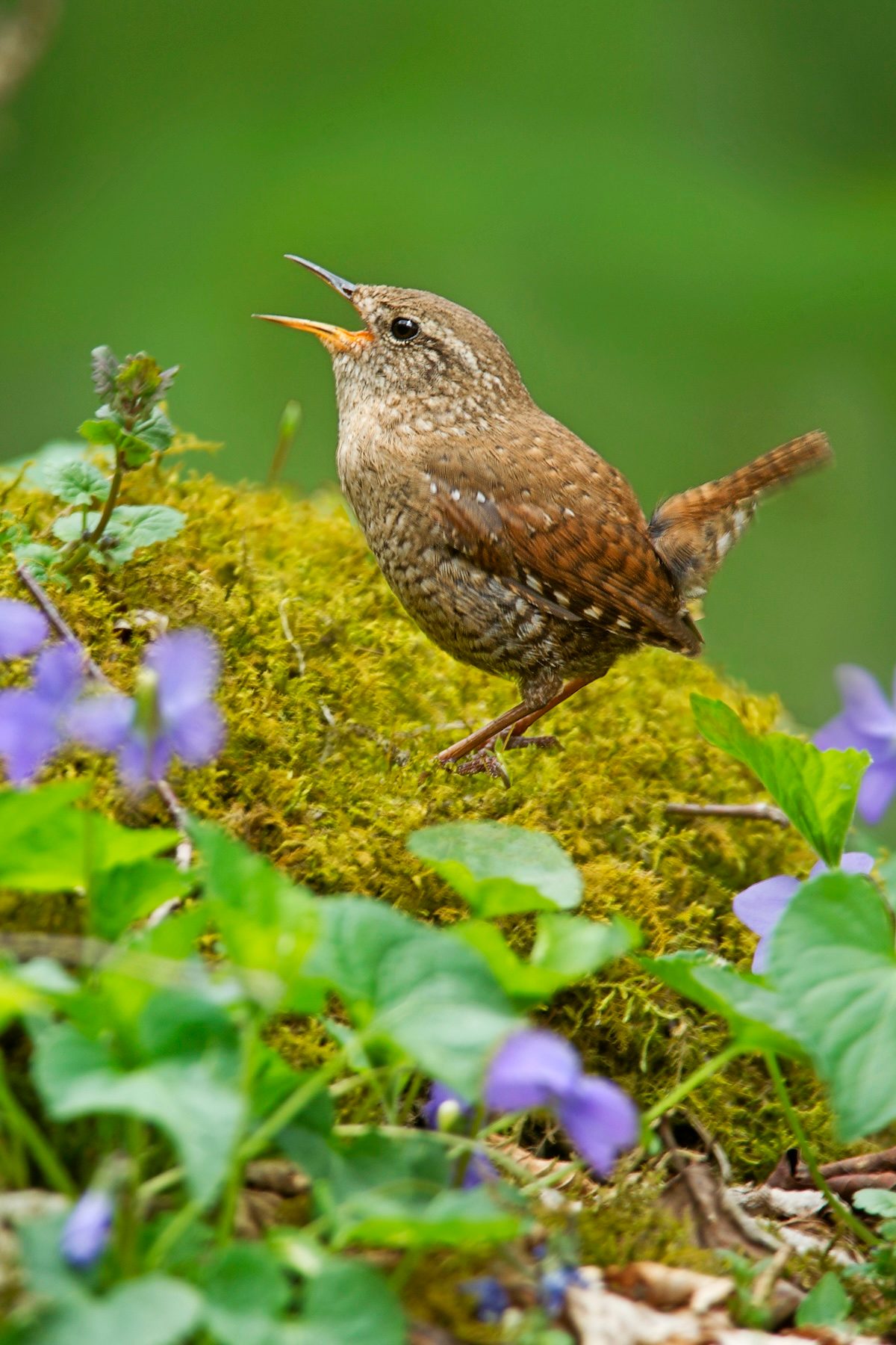 Wren Wintervd Masl7029