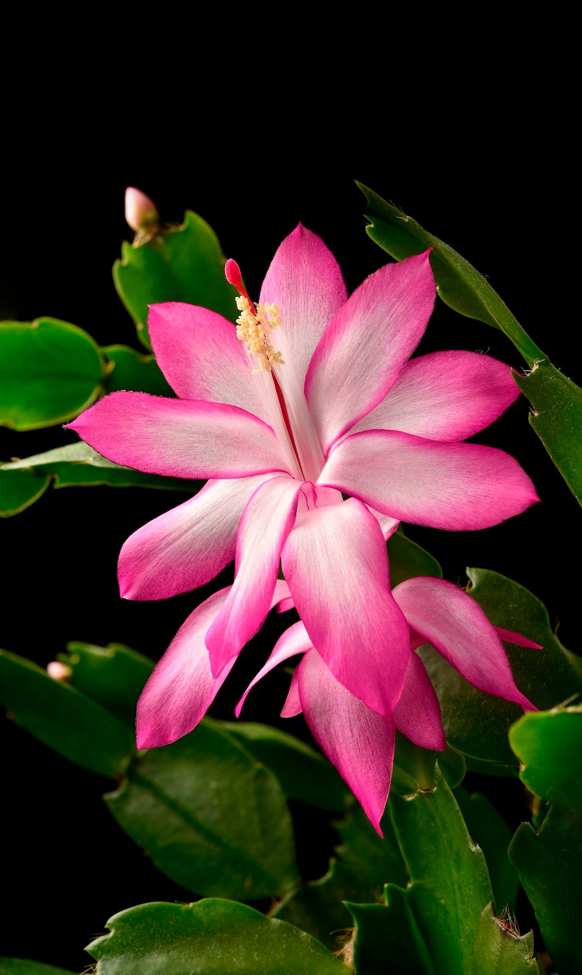 Schlumbergera,truncata,,the,false,christmas,cactus,,christmas,cactus,,thanksgiving,cactus