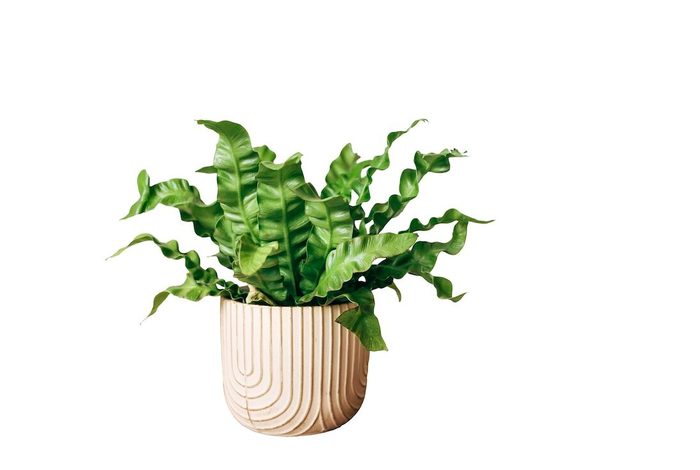 Bird's,nest,fern,(asplenium,nidus),crispy,wave,in,a,pot.