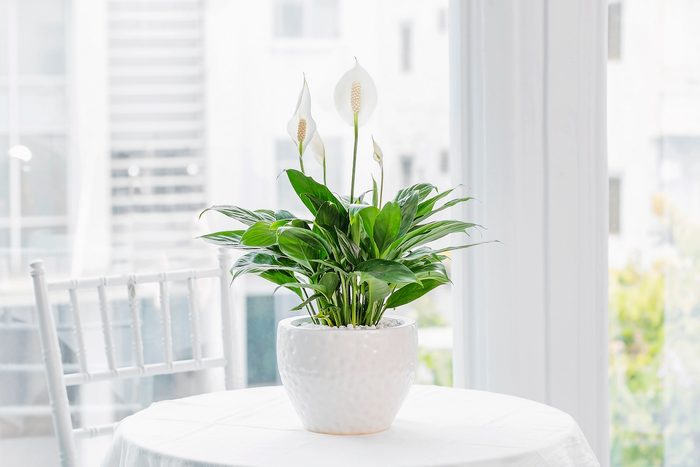 Spathiphyllum,(peace,lily),planted,in,a,stylish,ceramic,pot,,placed, hardest plant to grow