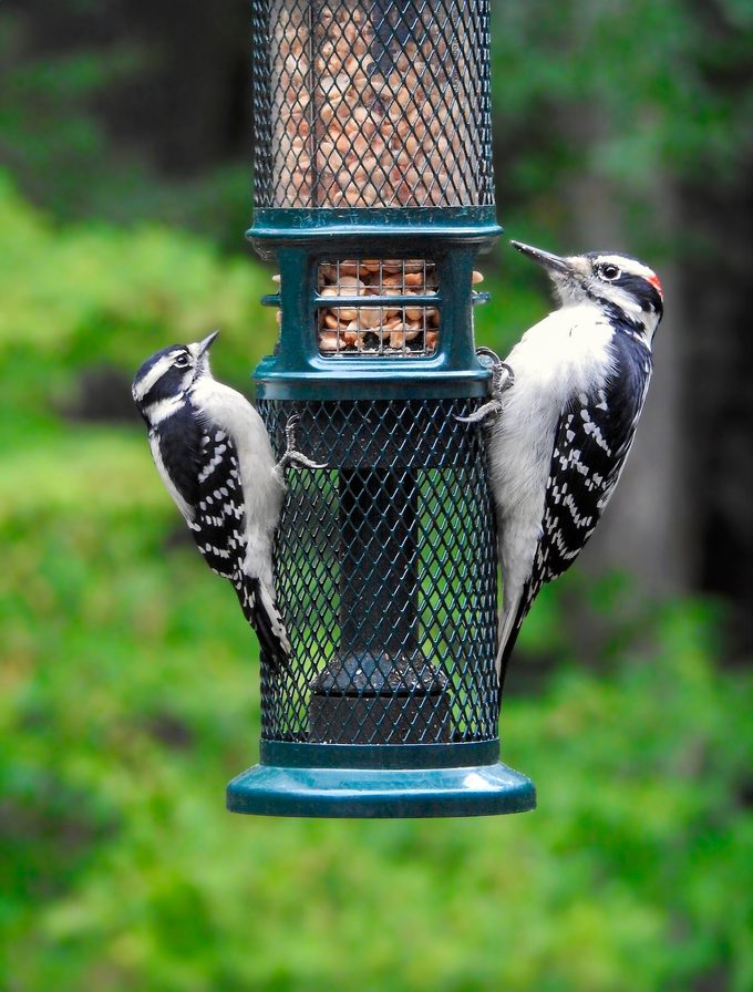downy woodpecker and hairy woodpecker