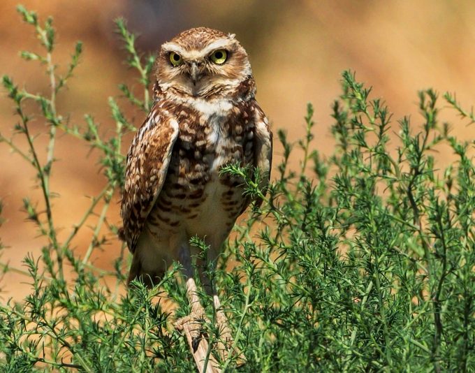 burrowing owl, different kinds of owls