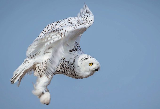 snowy owl