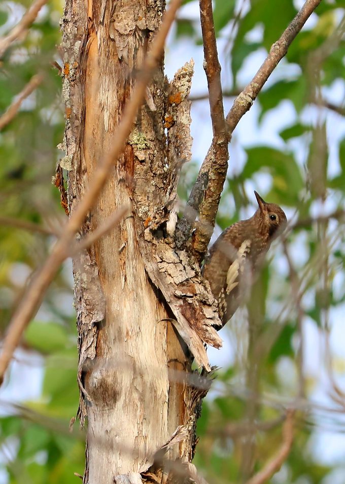juvenile yellow-bellied sapsucker