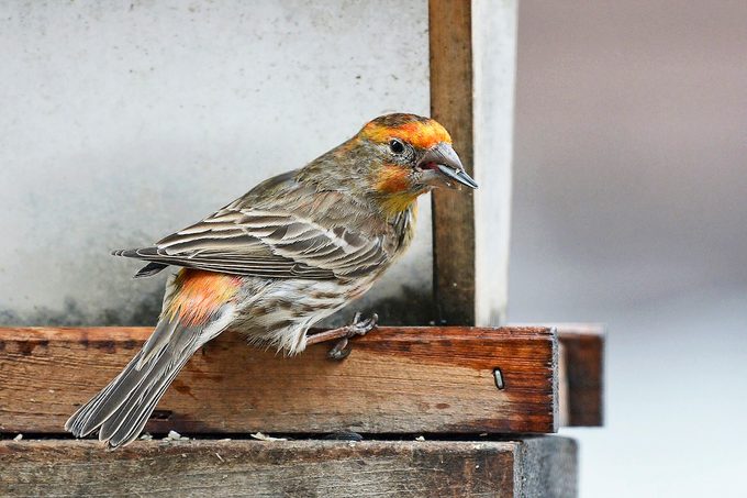 14 Jeanbullock Bbdj19 house finch