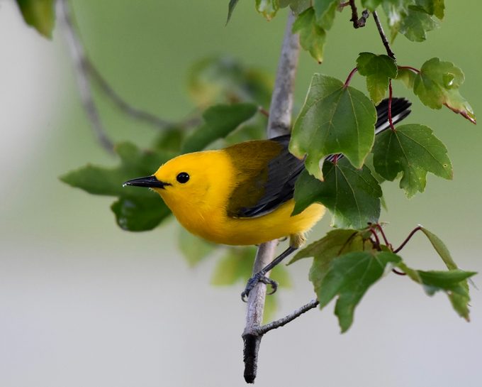 warbler migration