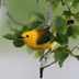 Warbler Migration Tips for Every Type of Birder