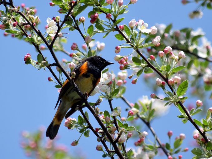 american redstart