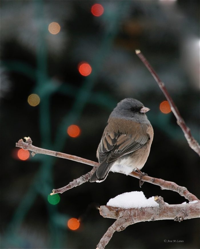 Christmas birds dark-eyed junco