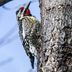 How to Identify a Yellow-Bellied Sapsucker