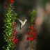 Lobelia (Cardinal Flower) Attracts Butterflies and Hummingbirds