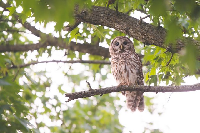types of owls