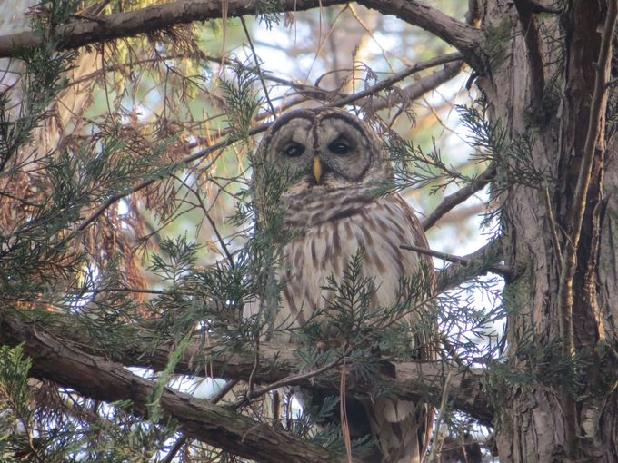 barred owl