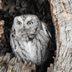 Discover the Types of Owls in North America