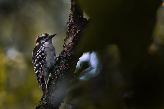 hairy woodpecker in forest